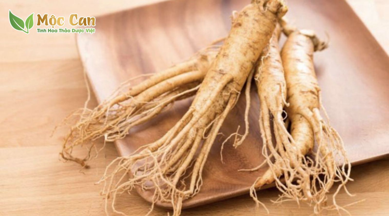 ĐẢNG SÂM - THUỐC QUÝ CHO NGƯỜI NGHÈO 1